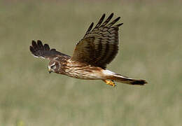 Hen Harrier