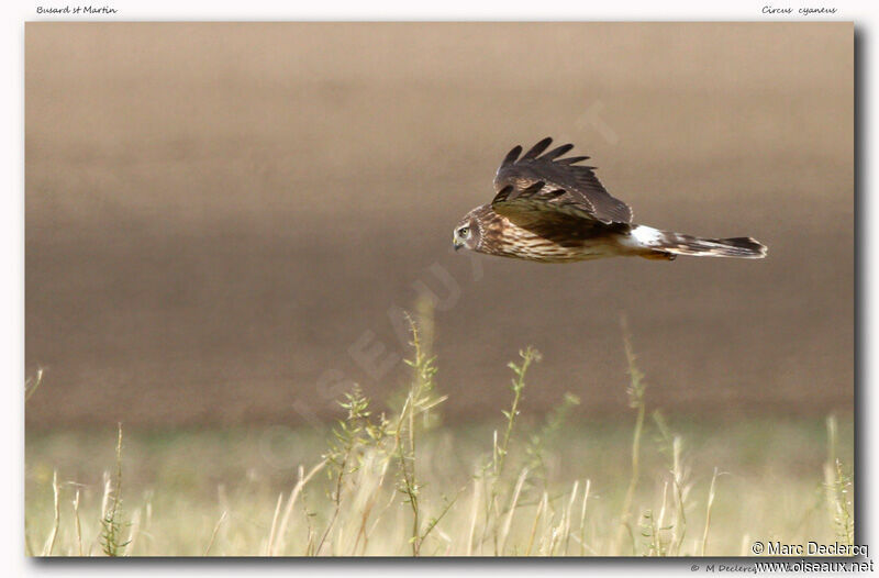 Hen Harrier, Flight