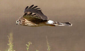 Hen Harrier