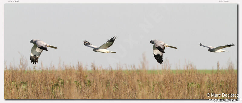 Hen Harrier male, identification, Flight, Behaviour