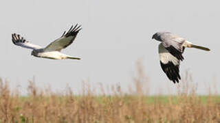 Hen Harrier