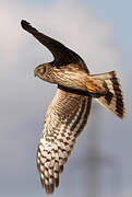 Hen Harrier