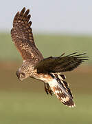 Hen Harrier