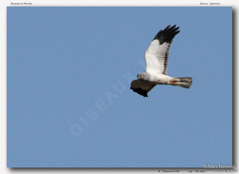 Hen Harrier, Flight