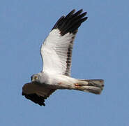 Hen Harrier