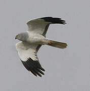 Hen Harrier