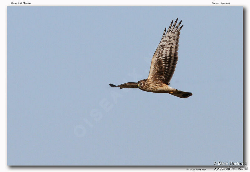 Hen Harrier, Flight