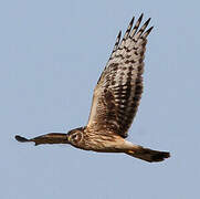 Hen Harrier