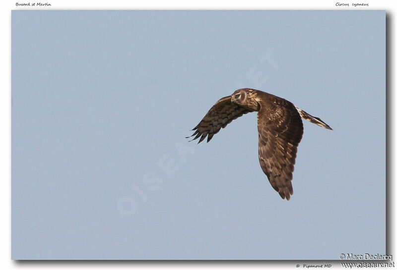 Hen Harrier, Flight