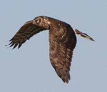 Hen Harrier