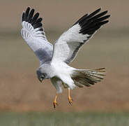 Hen Harrier