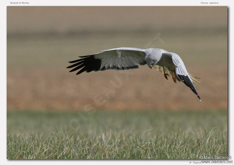 Hen Harrier, Flight