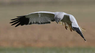 Hen Harrier