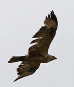 Long-legged Buzzard