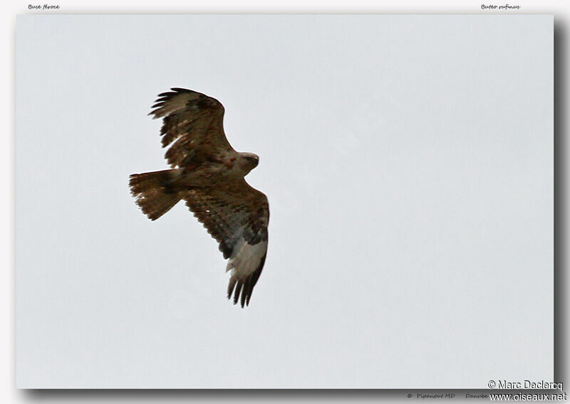 Long-legged Buzzardadult, Flight