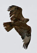 Long-legged Buzzard