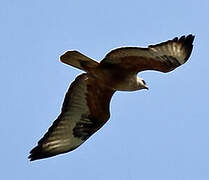 Long-legged Buzzard