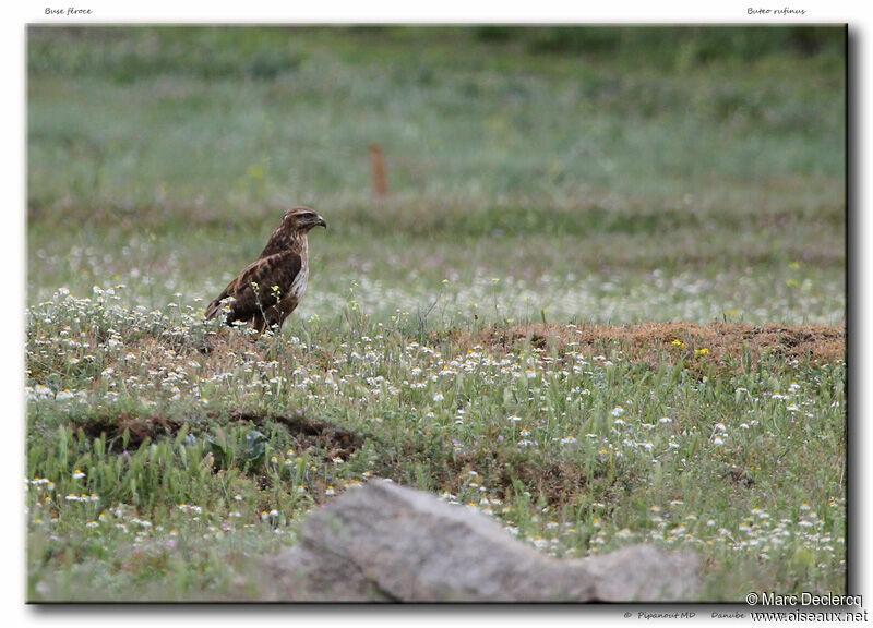 Long-legged Buzzard