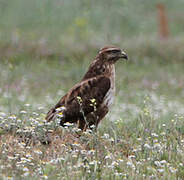 Long-legged Buzzard