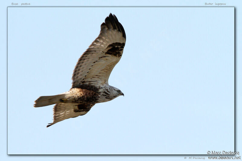 Buse pattue, identification