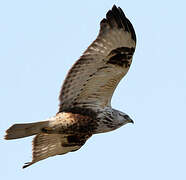 Rough-legged Buzzard