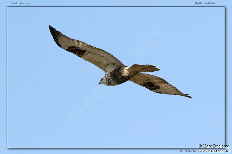 Rough-legged Buzzard, Flight