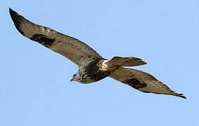 Rough-legged Buzzard