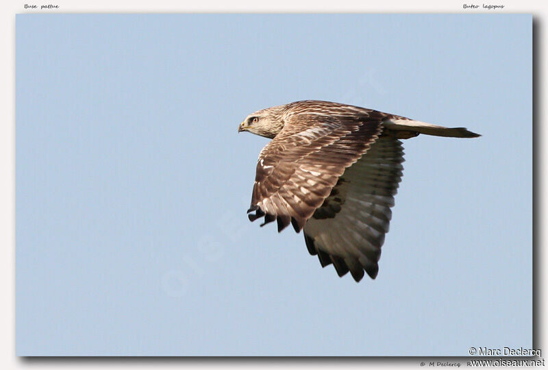 Rough-legged Buzzard, Flight