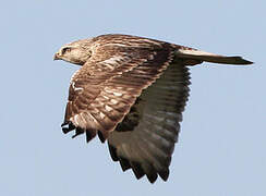 Rough-legged Buzzard