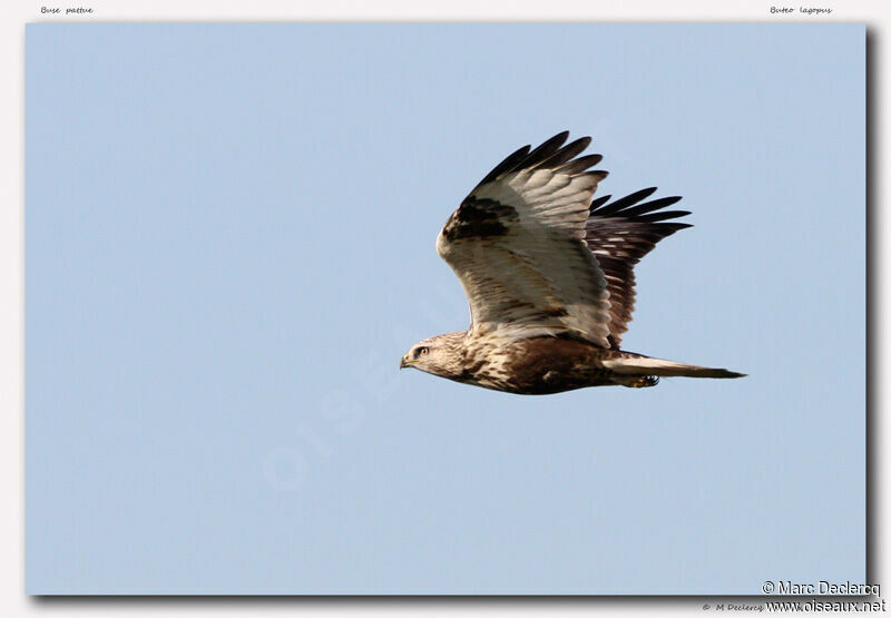 Rough-legged Buzzard, Flight