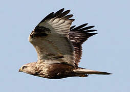 Rough-legged Buzzard