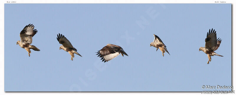 Rough-legged Buzzard, Flight