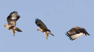 Rough-legged Buzzard