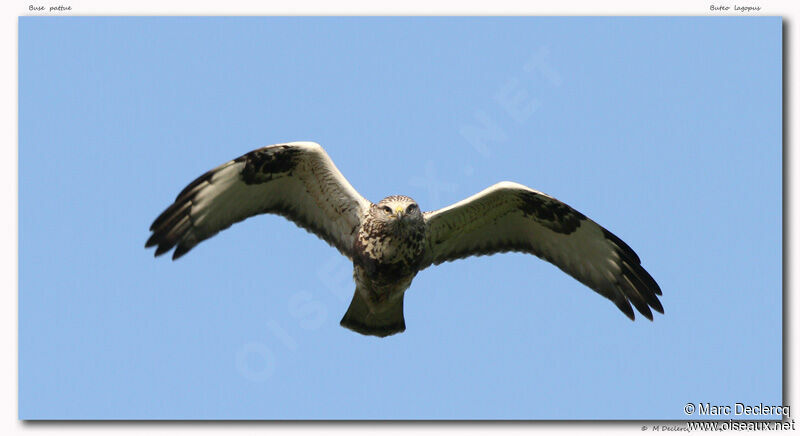 Rough-legged Buzzard, Flight