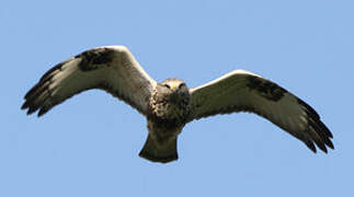 Rough-legged Buzzard