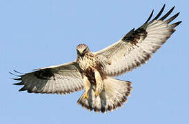 Rough-legged Buzzard