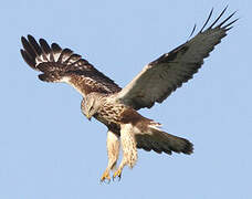 Rough-legged Buzzard