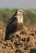 Rough-legged Buzzard