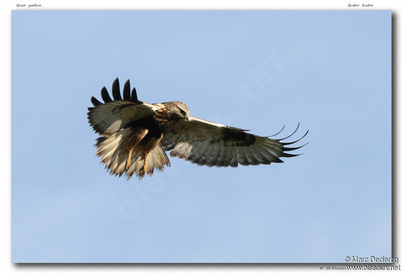 Rough-legged Buzzard, Flight