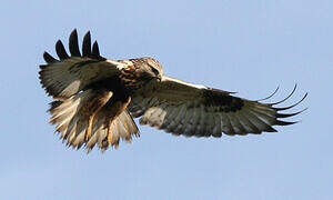 Rough-legged Buzzard