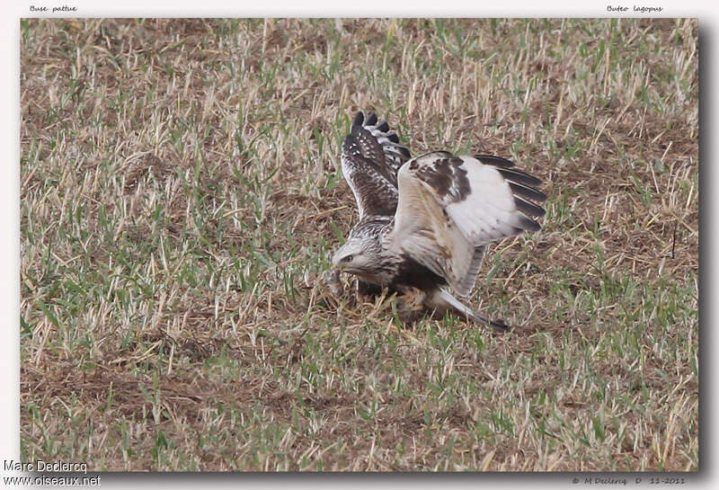 Rough-legged BuzzardFirst year, pigmentation, feeding habits, fishing/hunting