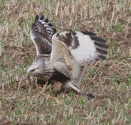 Rough-legged Buzzard