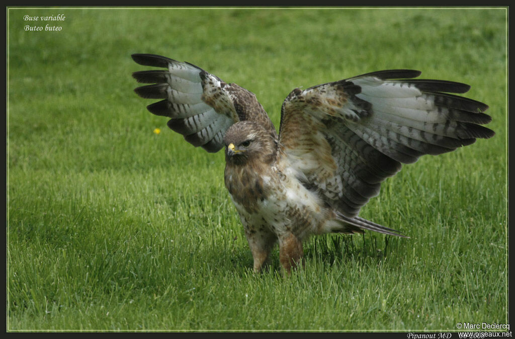 Common Buzzard