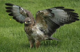 Common Buzzard