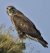 Common Buzzard