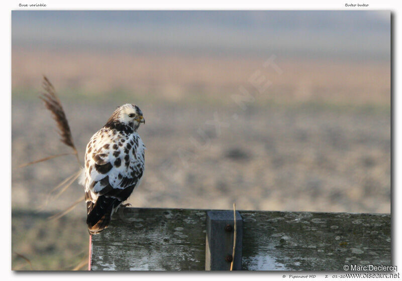 Common Buzzard, identification