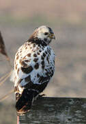 Common Buzzard