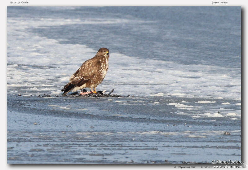 Common Buzzard, identification