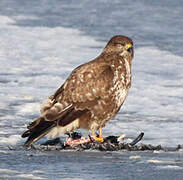 Common Buzzard