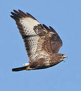 Common Buzzard